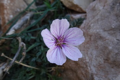 Erodium saxatile