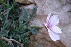 Erodium saxatile