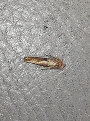 Blastobasis maroccanella