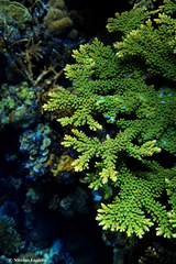 Acropora florida