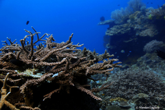 Acropora florida