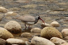 Ibidorhyncha struthersii