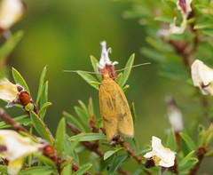 Endeolena aurinatella