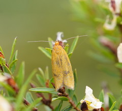 Endeolena aurinatella