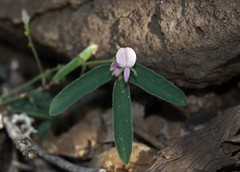 Galactia tenuiflora