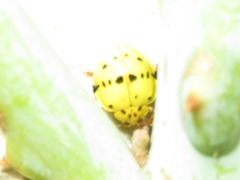 Psyllobora abancayana