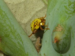 Psyllobora abancayana