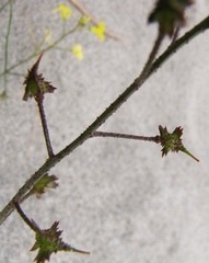 Bunias erucago