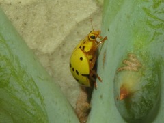 Psyllobora abancayana
