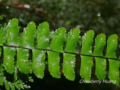 Asplenium normale normale