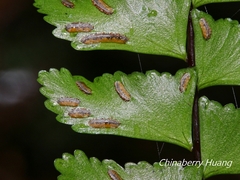 Asplenium normale normale