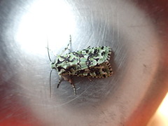 Meterana exquisita