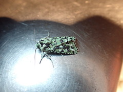 Meterana exquisita