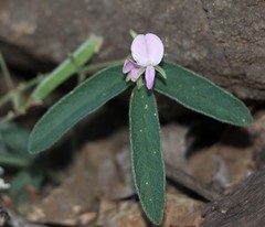 Galactia tenuiflora