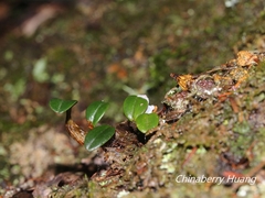 Dendrobium nakaharae