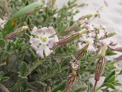 Silene succulenta