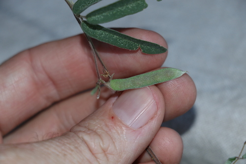 Image of Galactia tenuiflora by (c) Greg Tasney, some rights reserved (CC BY-SA)
