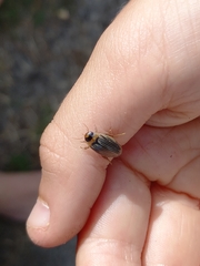 Lancetes lanceolatus