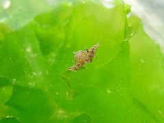 Bunodeopsis strumosa