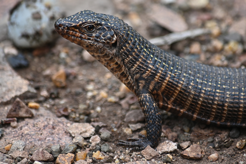 Common Giant Plated Lizard from Ehlanzeni, South Africa on January 4 ...