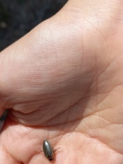 Lancetes lanceolatus