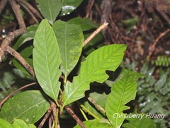 Lithocarpus amygdalifolius