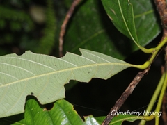 Lithocarpus amygdalifolius