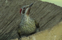 Campethera bennettii