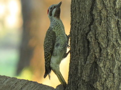 Campethera bennettii