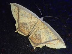 Thinopteryx crocoptera