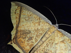 Thinopteryx crocoptera