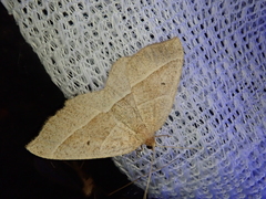 Rhynchobapta cervinaria