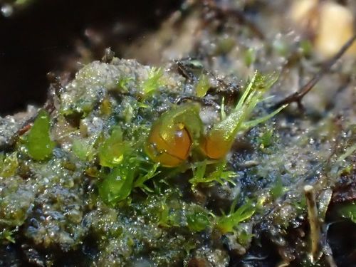 Image of Acaulon muticum by (c) George Greiff, some rights reserved (CC BY)