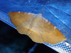 Mecodina nubiferalis