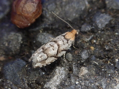Coenobiodes granitalis