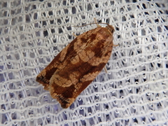 Archips oporana