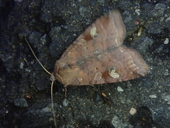 Diarsia canescens