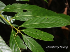 Lithocarpus amygdalifolius