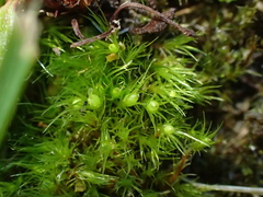 Pleuridium acuminatum
