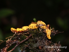 Dendrobium nakaharae