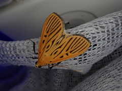 Tyspanodes striatus