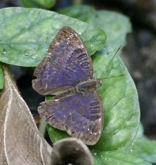 Euriphene