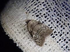 Meganola bryophilalis