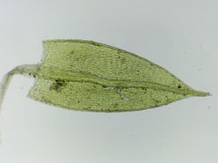 Imbribryum subapiculatum
