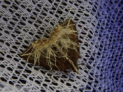 Evecliptopera illitata