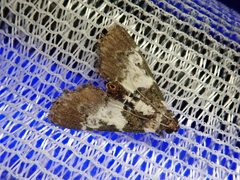 Termioptycha margarita