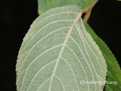 Callicarpa randaiensis