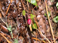 Tripterospermum luzonense