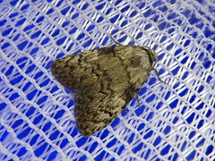 Meganola bryophilalis
