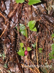 Tripterospermum luzonense